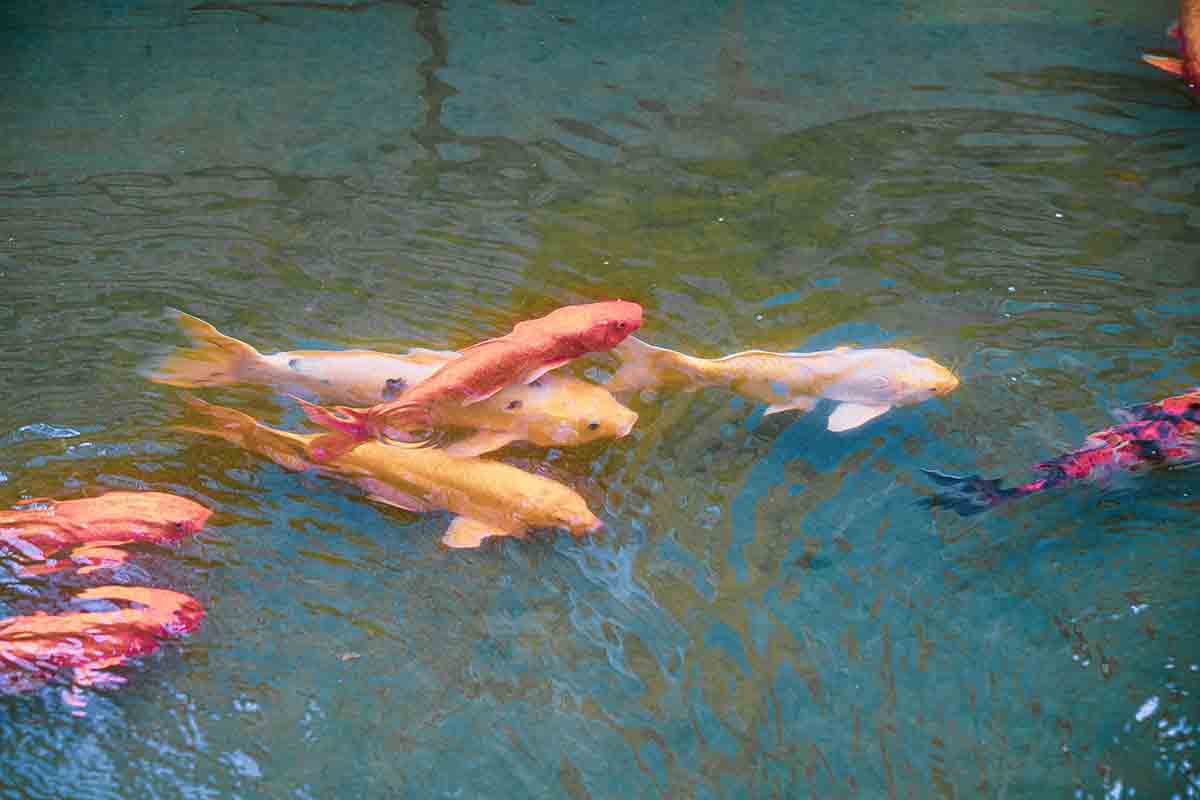 ブルーマンションの池では鯉が泳いでます